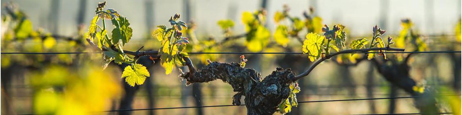 Domaine Serafin Pere & Fils