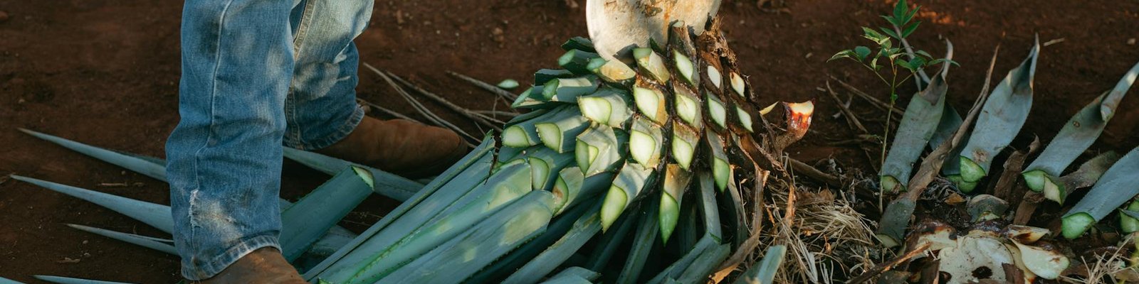 Tequilla Joven