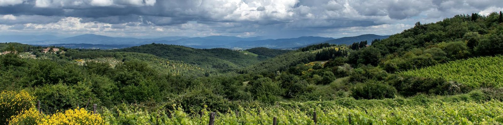 Tuscany - Red wines
