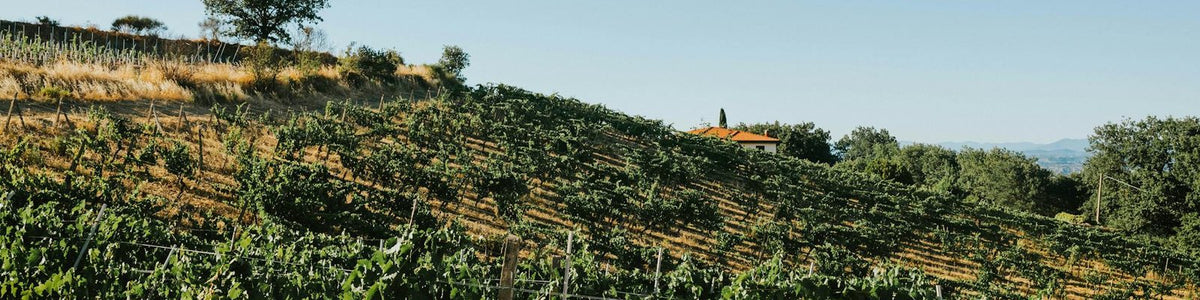 Tuscany - White wines
