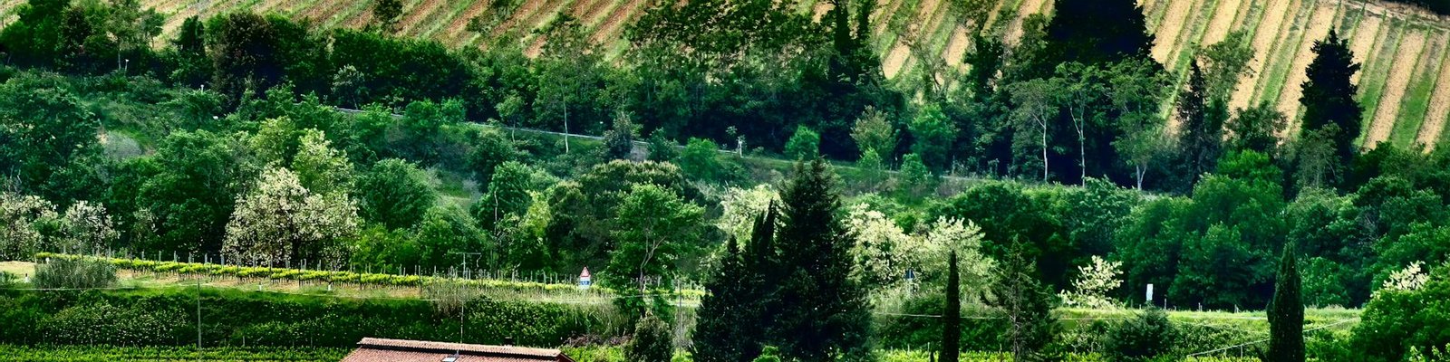 Umbria - White wine