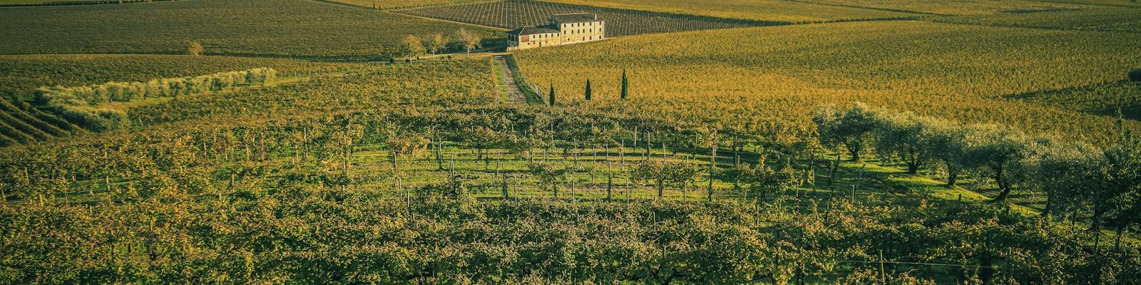Veneto - White wine