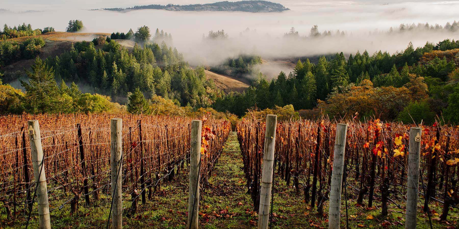 Vineyard rows with autumn leaves stretch toward a forested landscape shrouded in mist. Rolling hills and distant mountains create a serene backdrop, with clouds hanging low over the lush greenery.