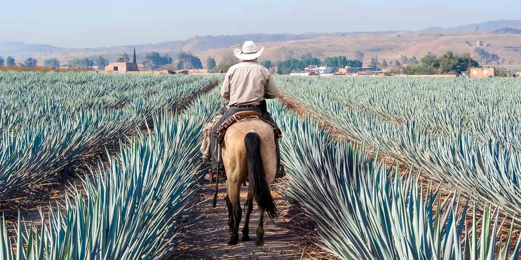 Tequila Blog from your yacht wine supplier