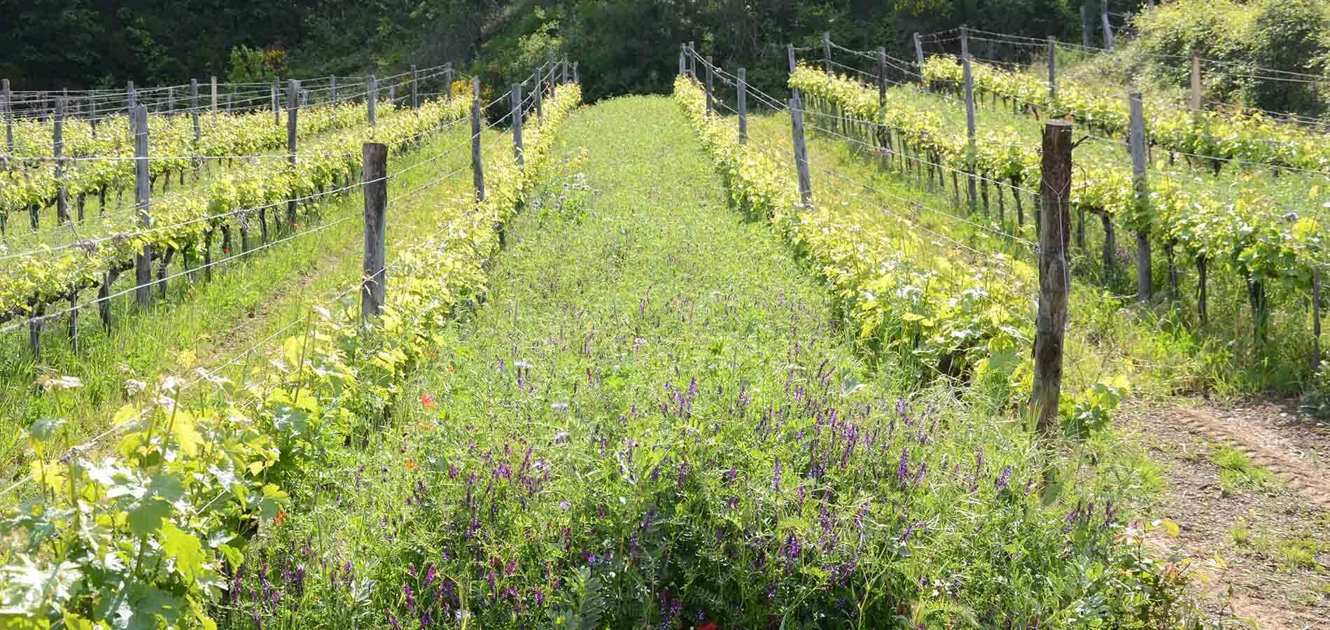 A vineyard with lush green grapevines on either side of a grassy path, featuring wildflowers. Wooden posts and wires support the vines, set against a backdrop of trees under a clear sky.