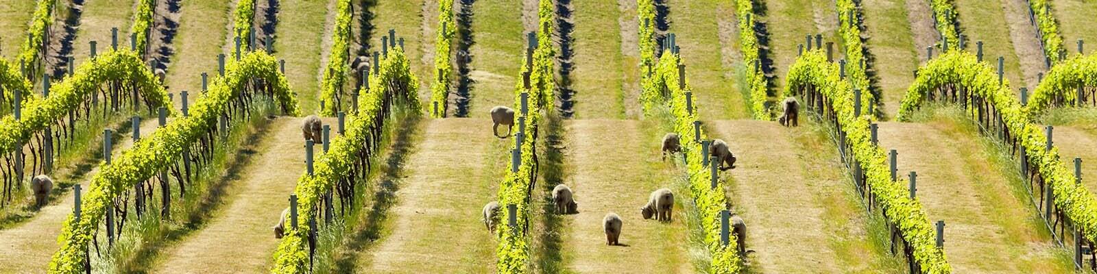 Shop vores udvalg af vin fra New Zealand