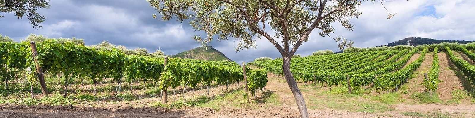 Vores samling af Sicilien - Find den hos Onshore Cellars, din leverandør af yacht-vin