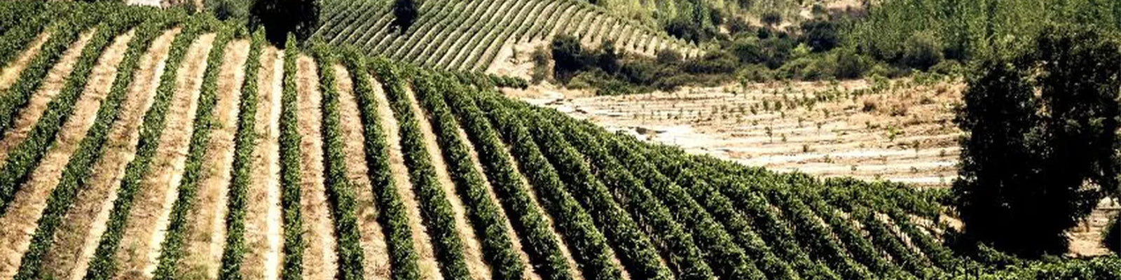 Ein malerischer Weinberg mit Reihen von Weinstöcken, die sich unter einem klaren Himmel über sanfte Hügel erstrecken. Üppiges Grün umgibt das Gebiet, darunter einige große Bäume.