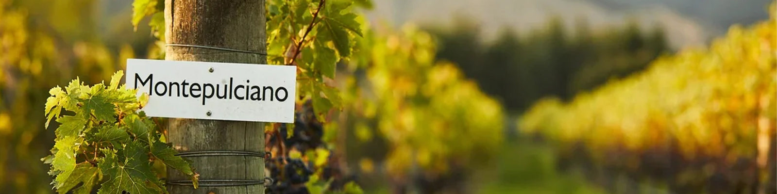 A vineyard with grapes growing on vines. A sign on a wooden post reads Montepulciano. The background shows rows of vines stretching into the distance with soft, blurred greenery and hills.