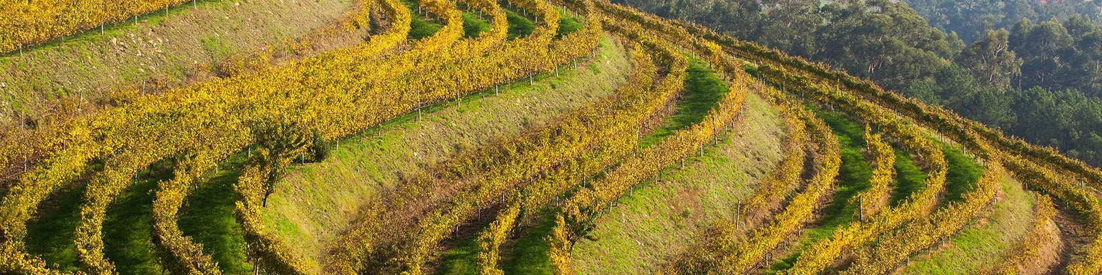 Terrassenförmig angelegte Weinbergslandschaft mit üppig grünen und gelben Weinstöcken vor einer Kulisse von Bäumen unter einem klaren Himmel.