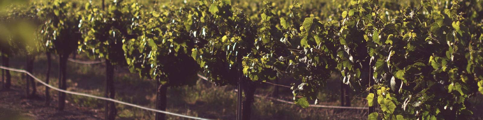 Rows of grapevines in a vineyard with lush green leaves, basking in sunlight. The vines are neatly aligned, and the atmosphere is serene, suggesting a warm, sunny day.