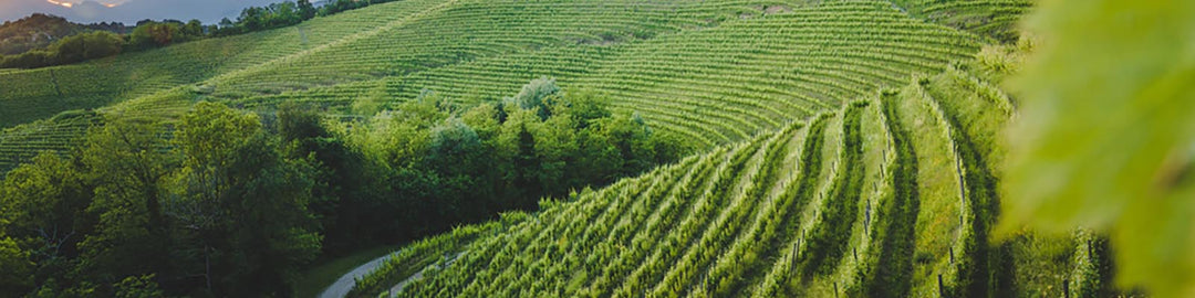 Ein malerischer Blick auf üppige, grüne Weinberge, die sich über Hügel erstrecken, mit einem gewundenen Weg, der durch das Laub führt. Die untergehende Sonne wirft ein warmes Licht auf die Landschaft und schafft eine heitere und idyllische Szene.