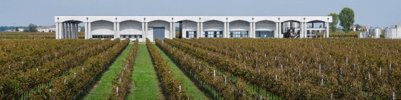 Vineyard with rows of grapevines leading to a modern, white building with large arches and windows. The structure is surrounded by lush greenery and a few distant trees under a clear sky.