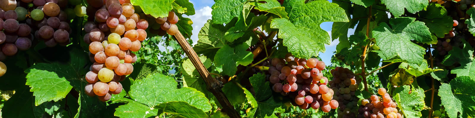 Clusters of ripe grapes hanging from lush green vines under a clear blue sky.