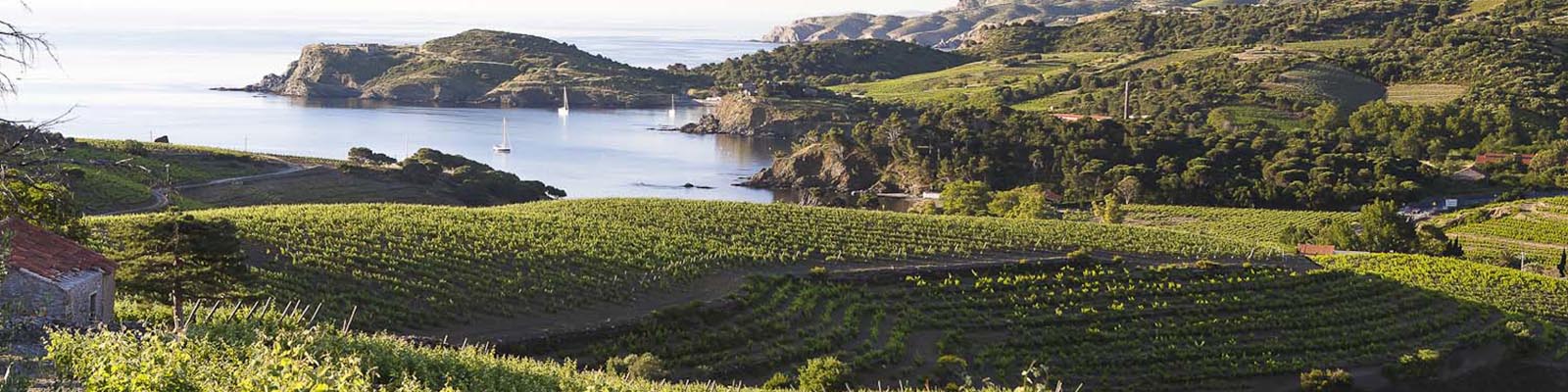 A scenic view of lush green vineyards overlooking a calm bay with sailboats. Rolling hills and a rocky coastline are visible in the background under a clear blue sky.