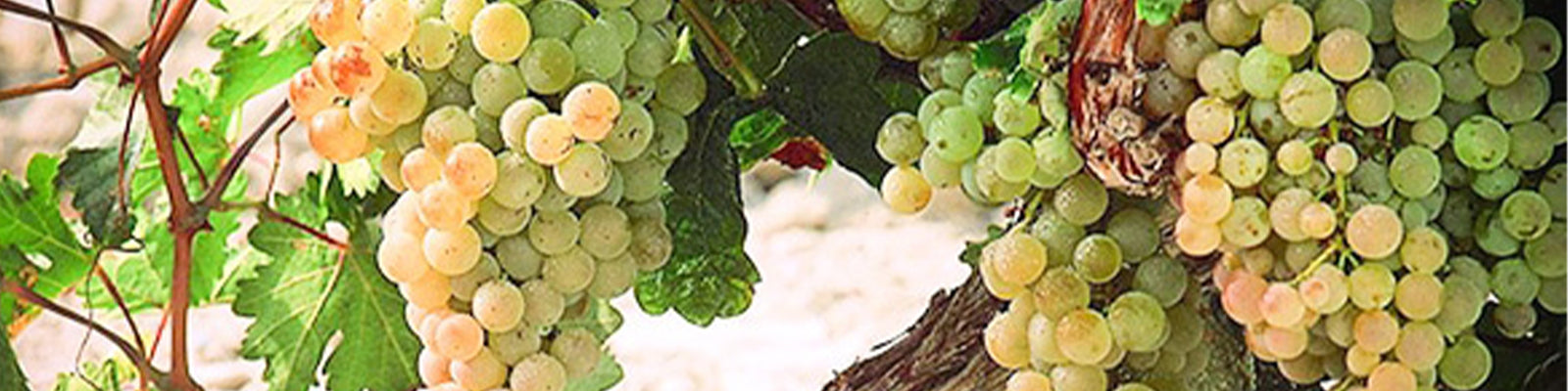 A close-up of green grape clusters hanging from a vine with lush green leaves. The grapes appear ripe and are bathed in natural sunlight, highlighting their round shape and translucent quality.