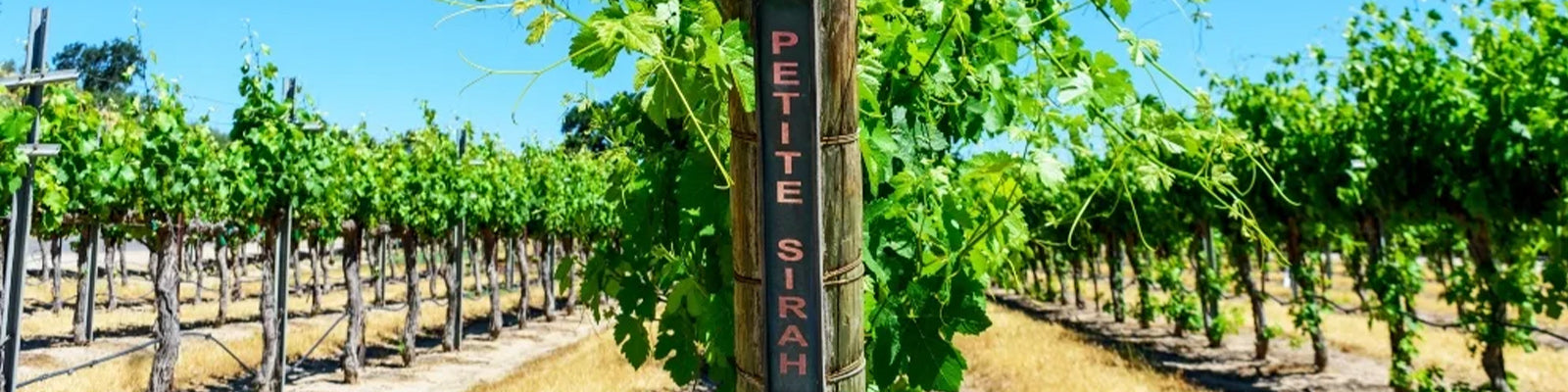 Petite Sirah