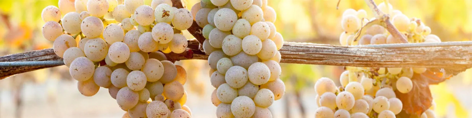 Clusters of ripe white grapes hang on a vine in a sunlit vineyard, with a warm golden hue in the background.