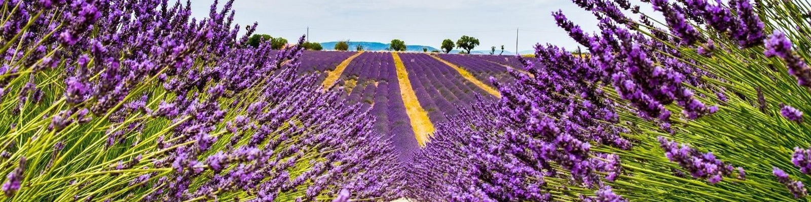 Un vasto campo de lavanda se extiende en la distancia con vibrantes flores púrpuras y tallos verdes, que conducen a un horizonte con árboles bajo un cielo despejado.