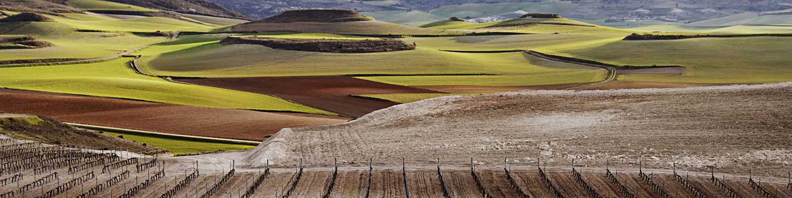 A panoramic view of rolling hills with patches of green and brown fields under a cloudy sky. The foreground features a vineyard, while the background showcases an expansive, textured landscape.