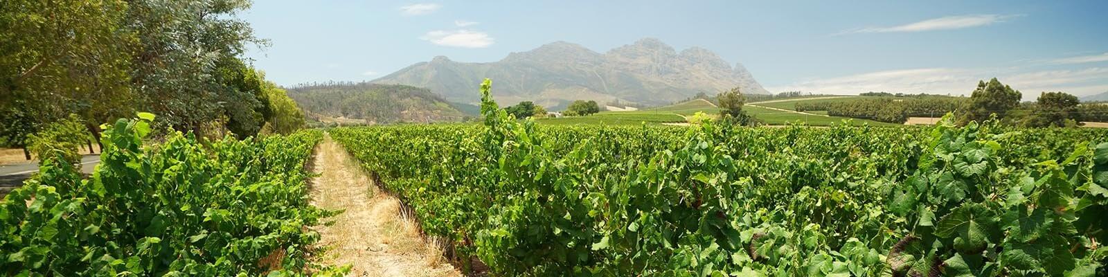 Nuestra colección de Sudáfrica - Encuéntrelo en Onshore Cellars su proveedor de vinos para yates