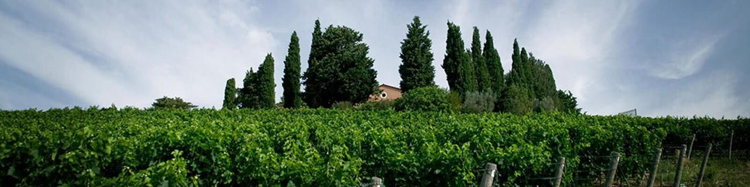 Nuestra colección de Tenuta Di Biserno - Encuéntrelo en Onshore Cellars su proveedor de vinos para yates
