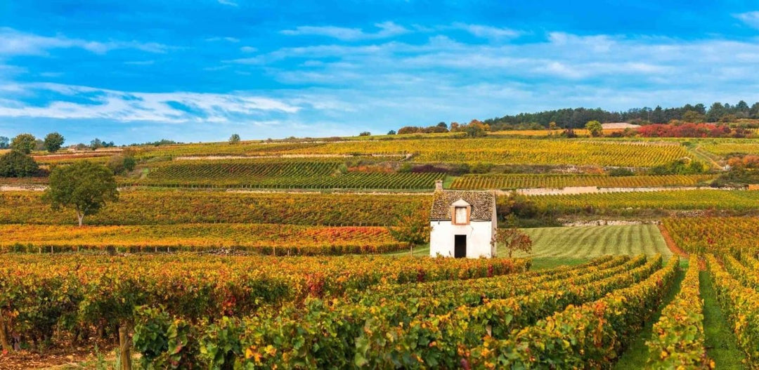 Légendes du vin : les 9 mythes les plus trompeurs démolis par WinebyAlex - Onshore Cellars