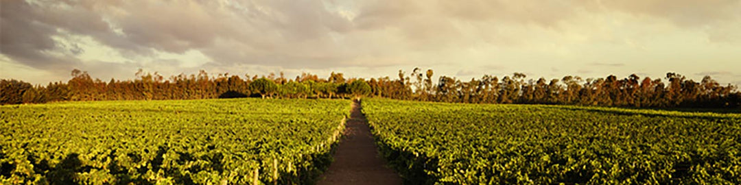 A dirt path runs through a lush green field under a cloudy sky, with trees lining the horizon.