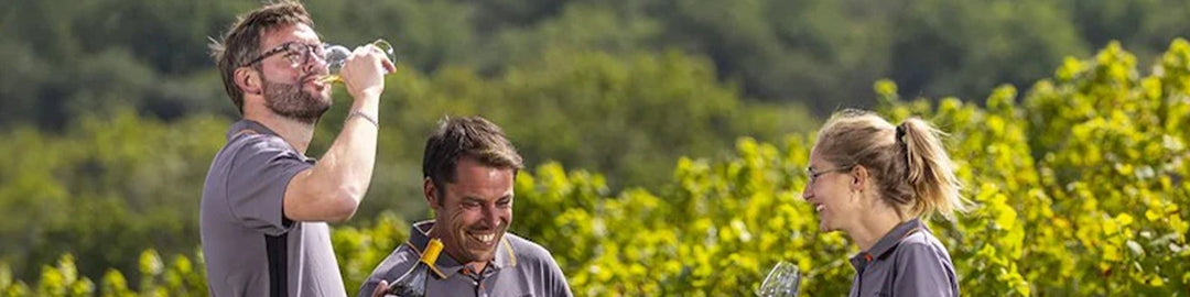 Three people in gray shirts are standing outdoors in a vineyard. One person drinks from a glass, while the others smile and talk. Lush greenery is visible in the background.