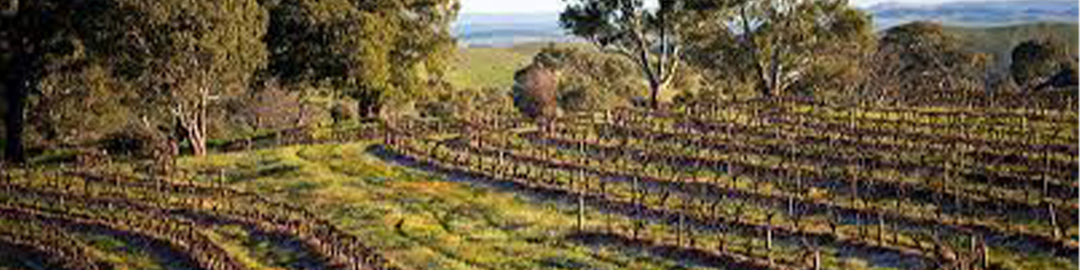 Vineyard landscape with rows of grapevines on rolling hills, surrounded by tall trees under a clear blue sky.