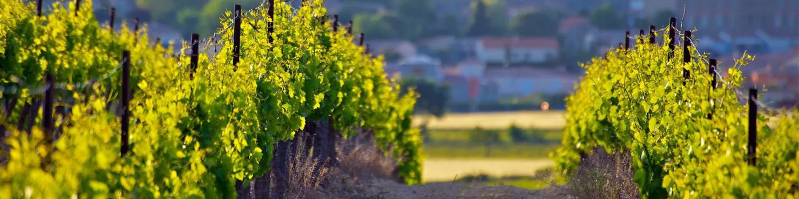 A lush vineyard with rows of vibrant green grapevines under a clear sky. The background features a softly focused view of a small town and distant hills.