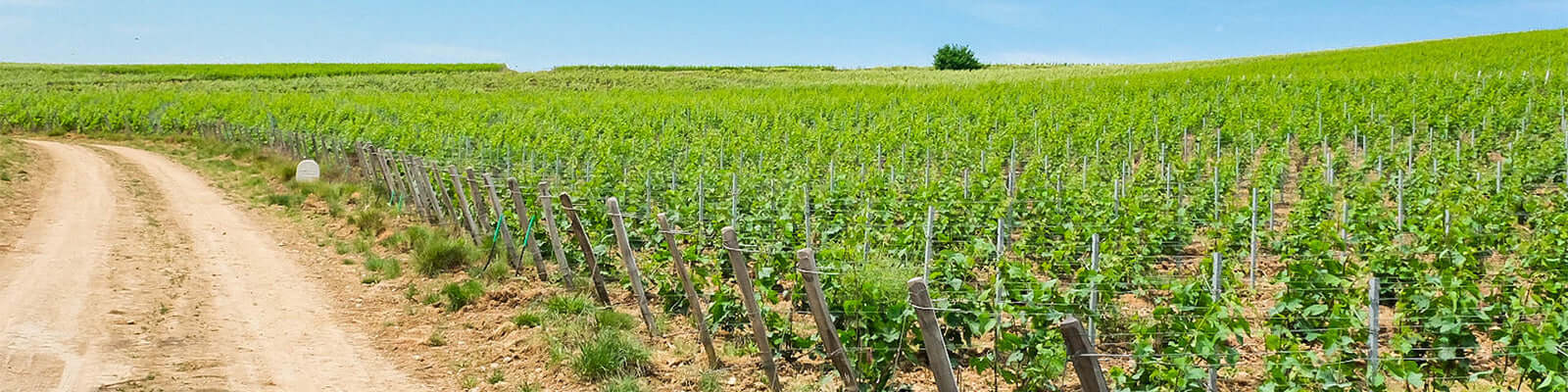 A dirt path runs alongside lush green vineyard rows under a clear blue sky.