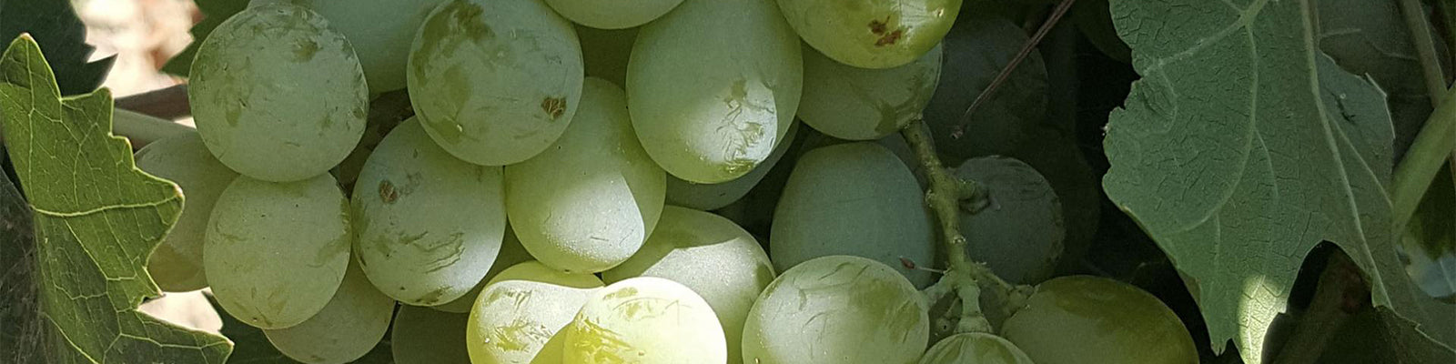 Close-up of a bunch of green grapes on a vine, surrounded by leaves, with sunlight highlighting the grapes round surfaces.