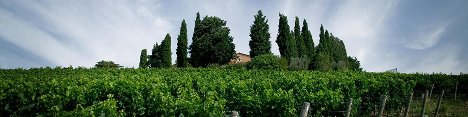Notre collection de Tenuta Di Biserno - Trouvez-le chez Onshore Cellars votre fournisseur de vin de plaisance