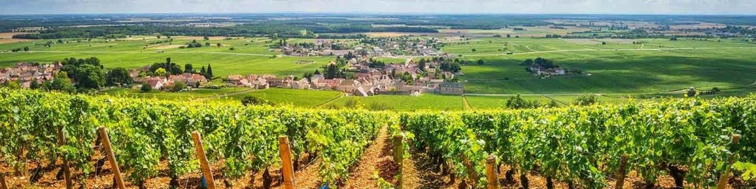 Bourgogne - Onshore Cellars