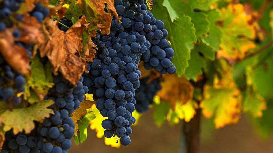 Guida alle varietà di vino per principianti - Cantine Onshore