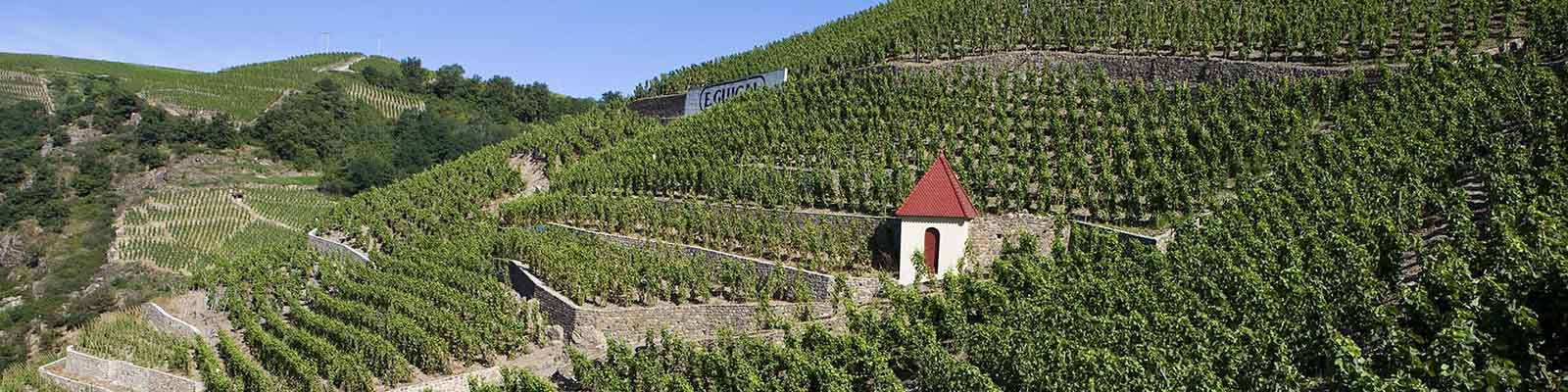 Terraced vineyards stretch across a lush green hillside with a small, red-roofed building. Stone walls line the terraces, creating a scenic and orderly landscape under a clear blue sky.