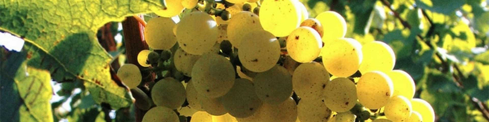 Grenache Blanc