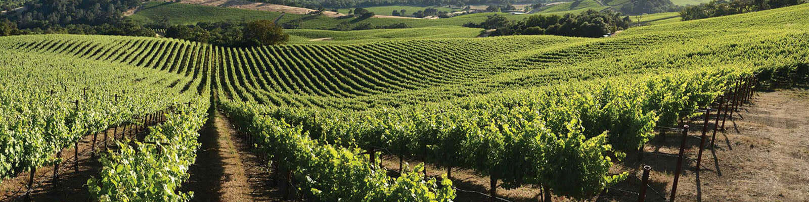 Lush, green vineyard stretching over rolling hills under a clear sky. Neat rows of grapevines extend into the distance, surrounded by trees and distant hills.