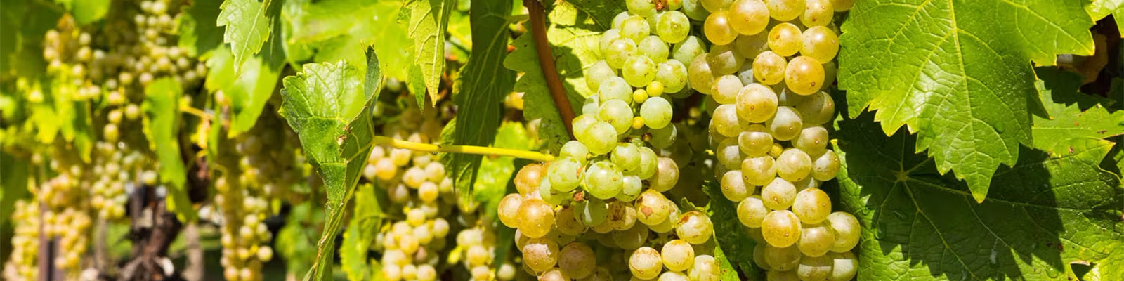 Close-up of green grapes hanging on a vine, surrounded by vibrant green leaves, illuminated by sunlight.