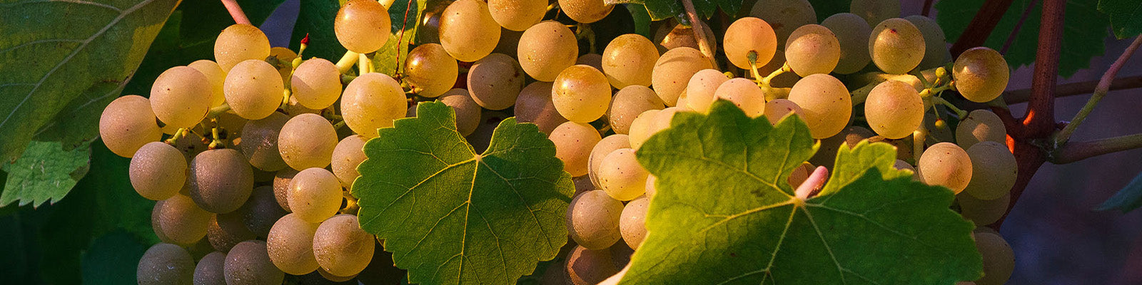 Verdicchio