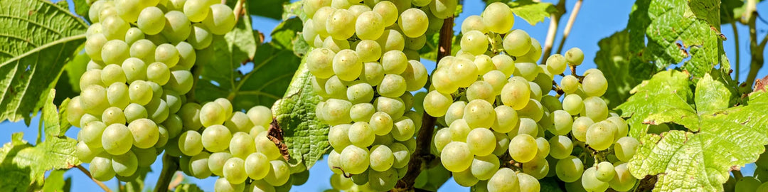 Clusters of ripe green grapes hanging from a vine with large green leaves, set against a clear blue sky.