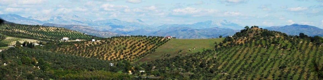 Andalusia - Cantine Onshore