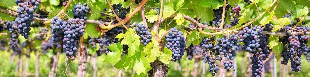Miscela rossa di Bordeaux - Cantine Onshore