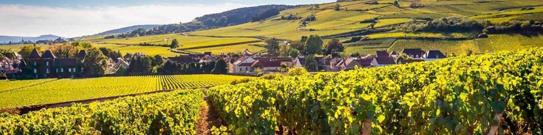 Bourgogne - Cantine Onshore