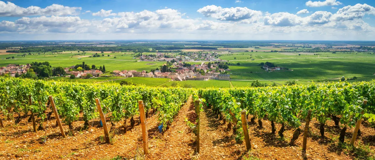 Burgundy vineyards, en primeur wine buying explained