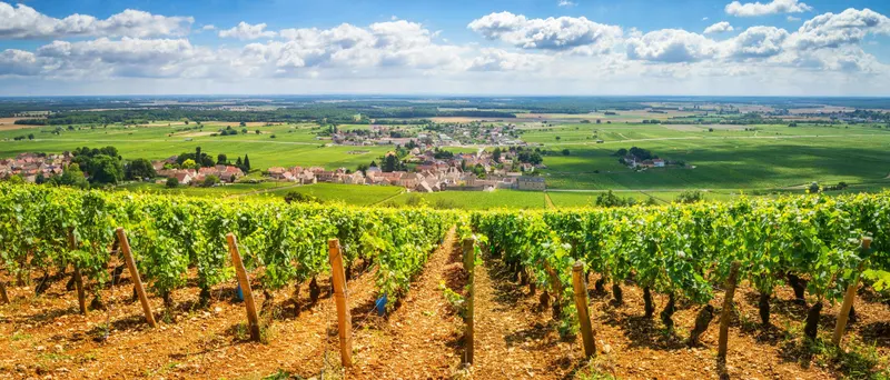 Burgundy vineyards, en primeur wine buying explained