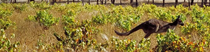 Celebrating Aussie wine on Australia Day! - Onshore Cellars