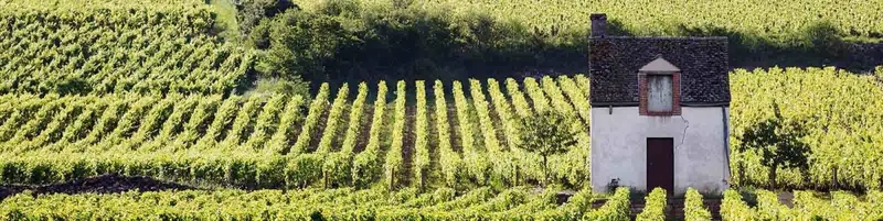 Chardonnay - Onshore Cellars