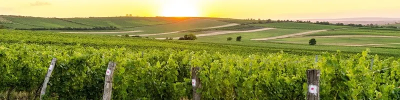 Iconic under 100: Behind the scenes - Onshore Cellars